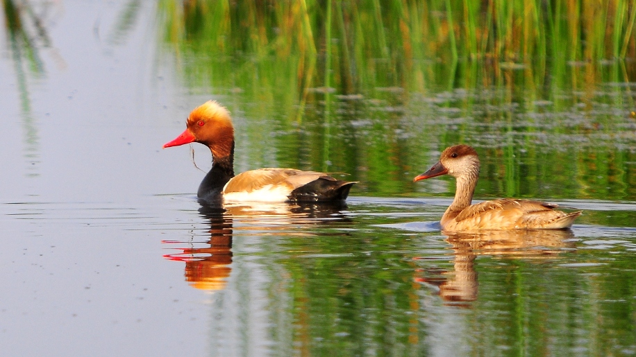 Macar ördeği » Red-crested Pochard » Netta rufina