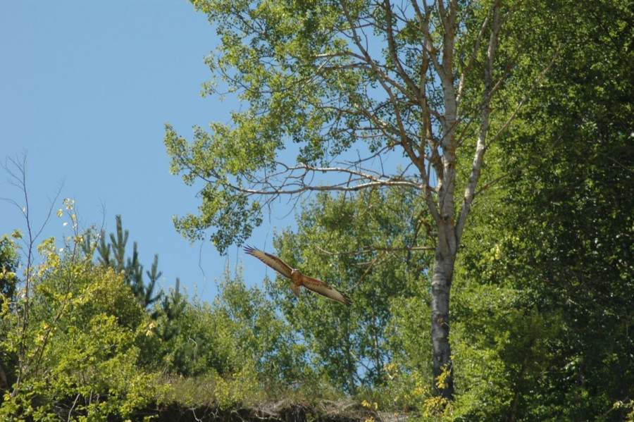 Kızıl şahin » Long-legged Buzzard » Buteo rufinus