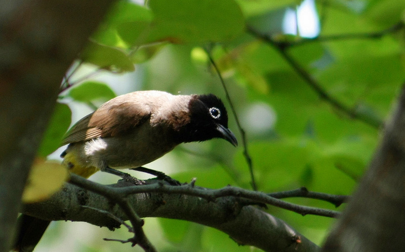 Arapbülbülü » White-spectacled Bulbul » Pycnonotus xanthopygos