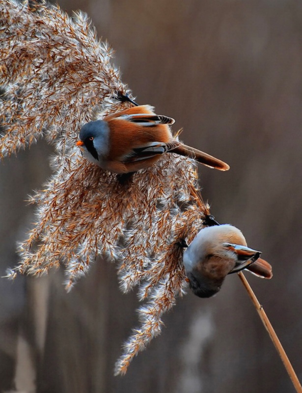 Bıyıklı baştankara » Bearded Reedling » Panurus biarmicus