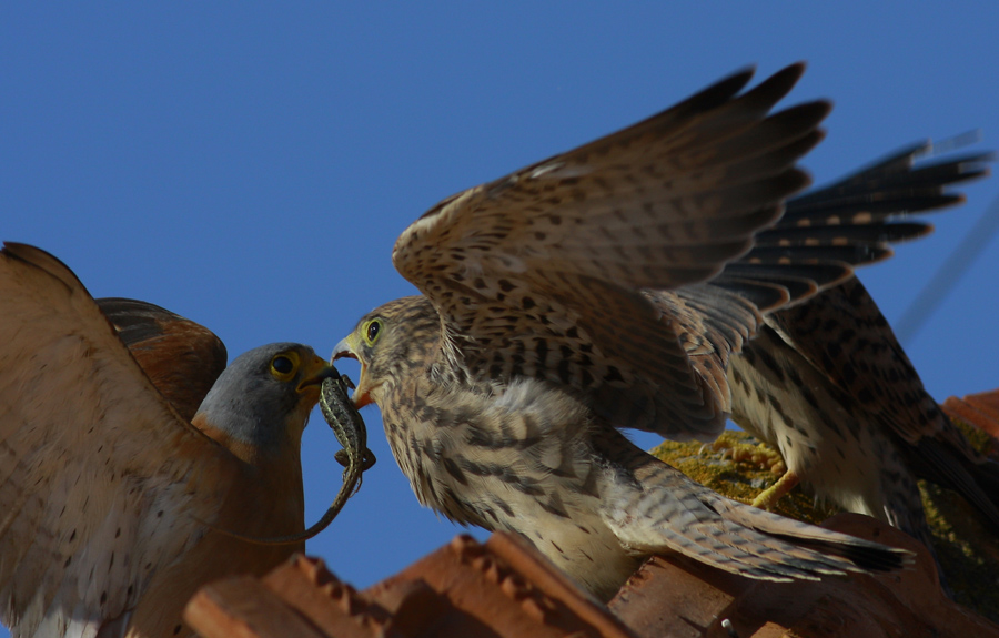 Küçük kerkenez » Lesser Kestrel » Falco naumanni