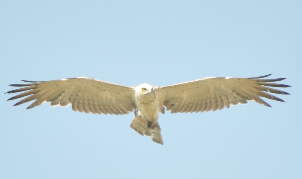 Yılan kartalı » Short-toed Snake Eagle » Circaetus gallicus