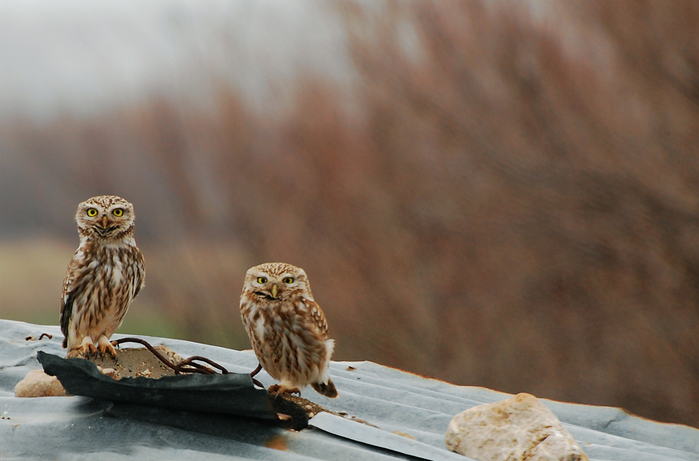 Kukumav » Little Owl » Athene noctua