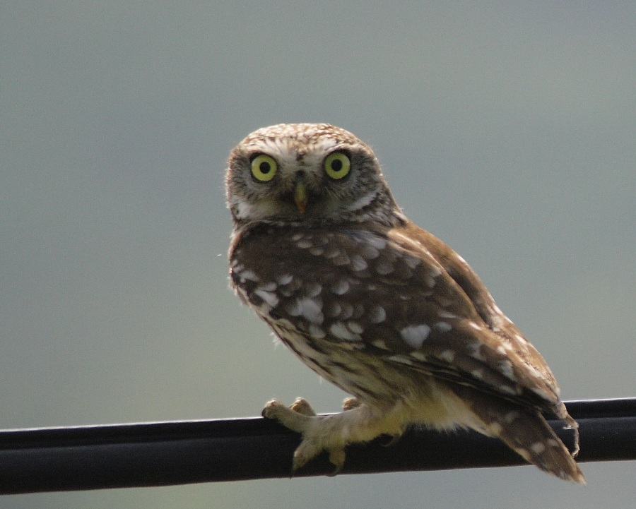 Kukumav » Little Owl » Athene noctua