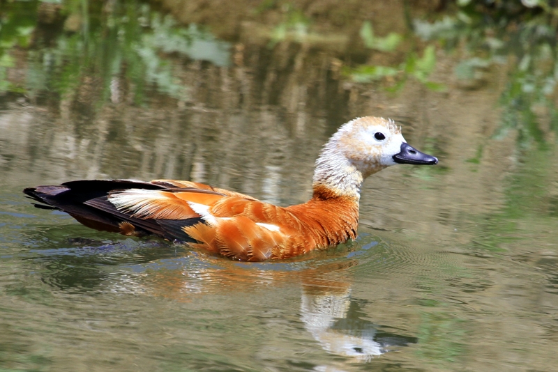 Angıt » Ruddy Shelduck » Tadorna ferruginea