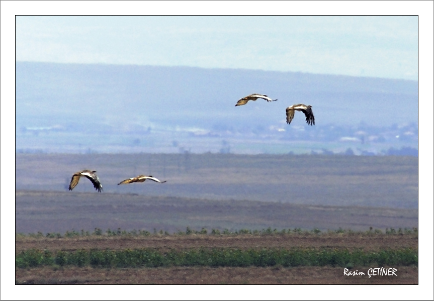 Toy » Great Bustard » Otis tarda