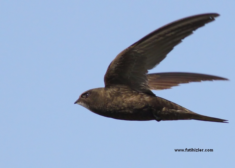 Ebabil » Common Swift » Apus apus