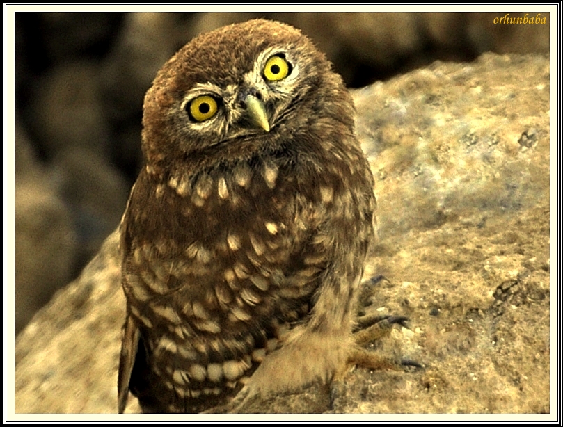 Kukumav » Little Owl » Athene noctua