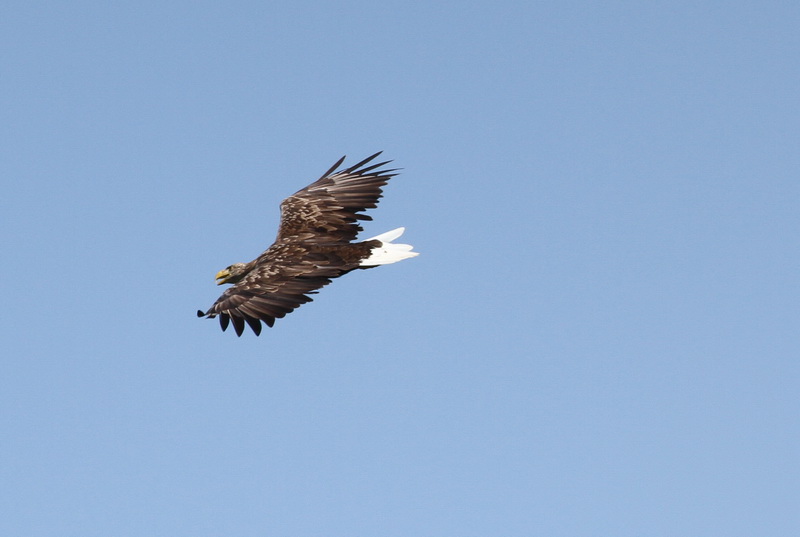 Akkuyruklu kartal » White-tailed Eagle » Haliaeetus albicilla