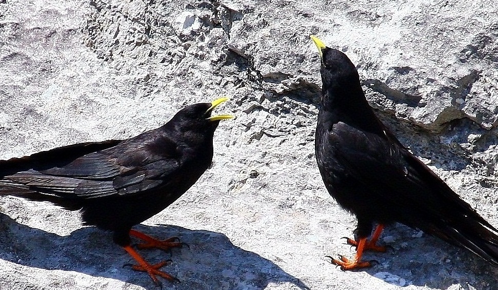 Sarıgagalı dağ kargası » Alpine Chough » Pyrrhocorax graculus