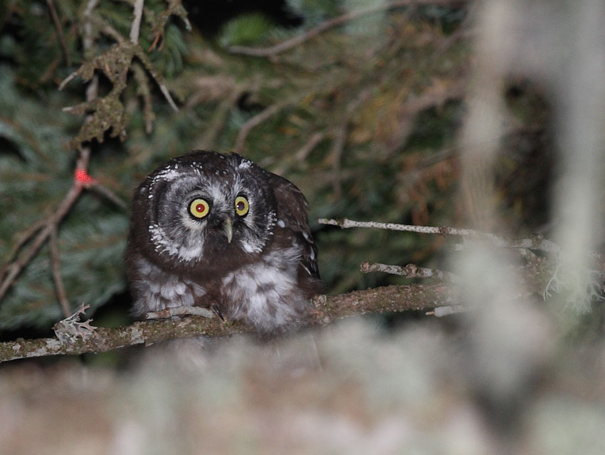 Paçalı baykuş » Boreal Owl » Aegolius funereus