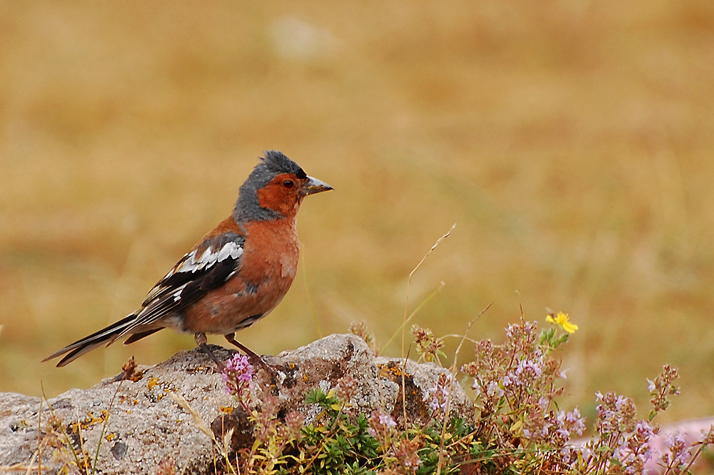 İspinoz » Common Chaffinch » Fringilla coelebs