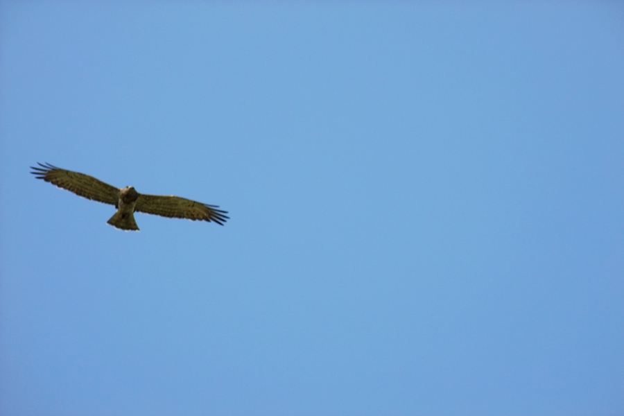 Yılan kartalı » Short-toed Snake Eagle » Circaetus gallicus