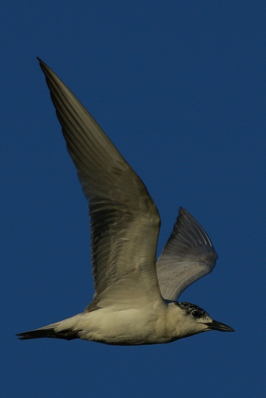 Gülen sumru » Gull-billed Tern » Gelochelidon nilotica