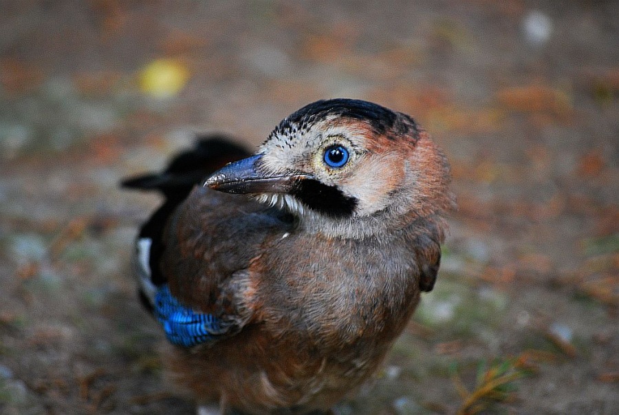 Alakarga » Eurasian Jay » Garrulus glandarius