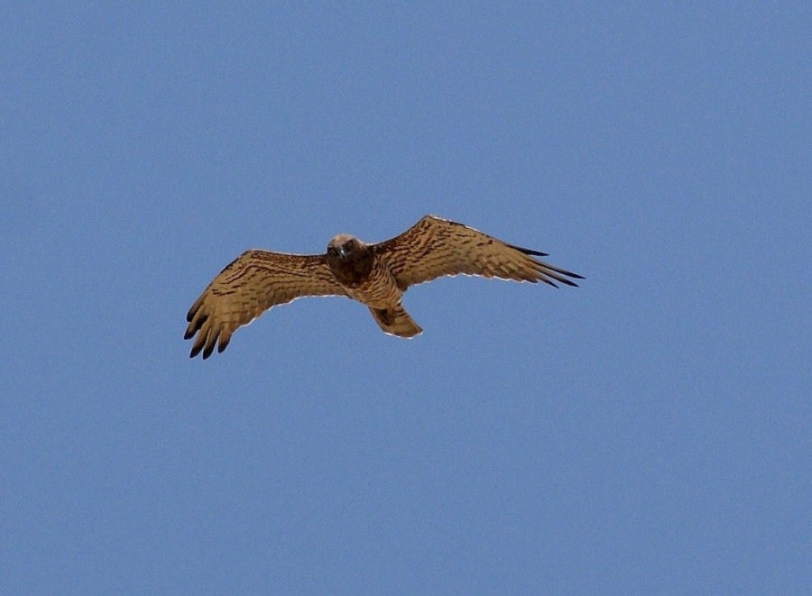 Yılan kartalı » Short-toed Snake Eagle » Circaetus gallicus