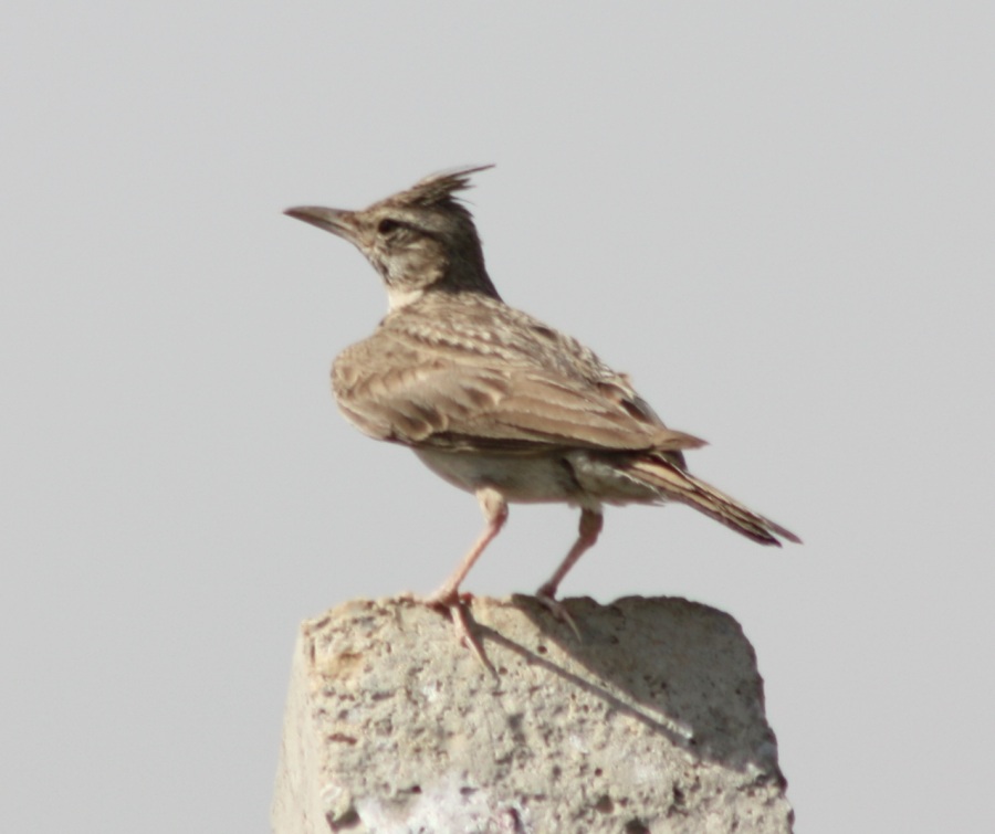 Tepeli toygar » Crested Lark » Galerida cristata