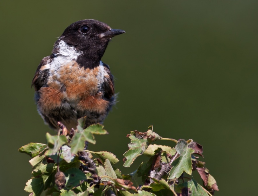 Taşkuşu » European Stonechat » Saxicola rubicola