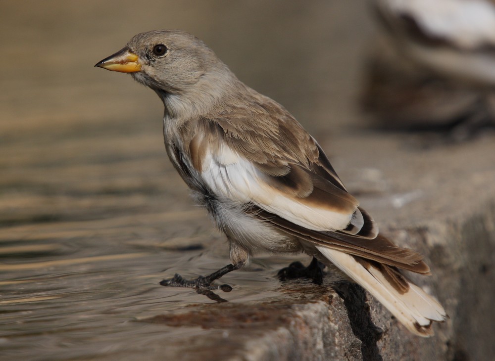 Kar serçesi » White-winged Snowfinch » Montifringilla nivalis