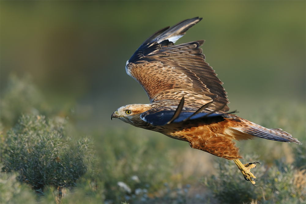 Kızıl şahin » Long-legged Buzzard » Buteo rufinus