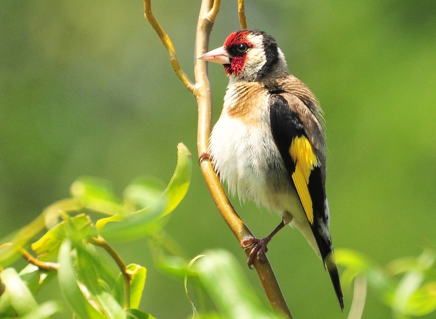 Saka » European Goldfinch » Carduelis carduelis
