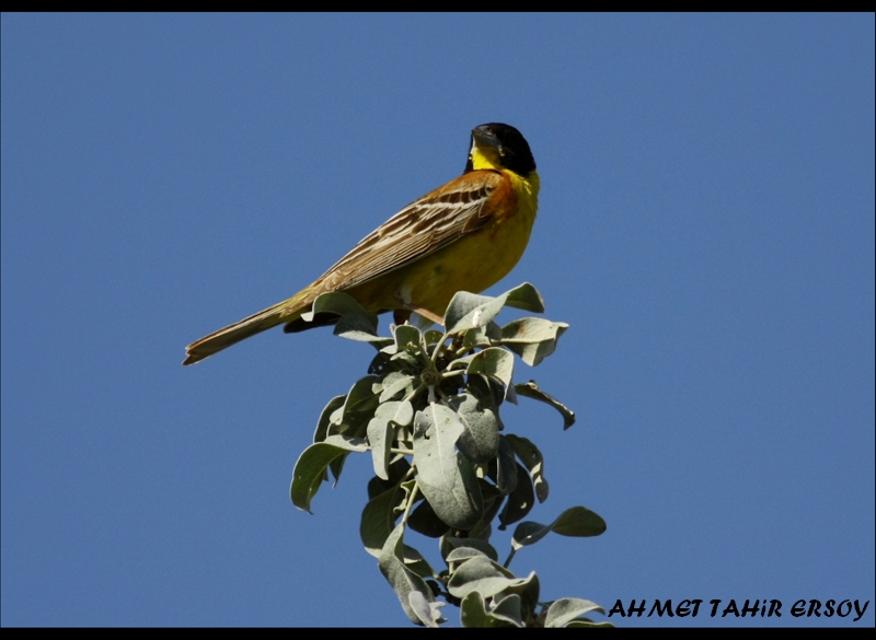 Karabaşlı kirazkuşu » Black-headed Bunting » Emberiza melanocephala