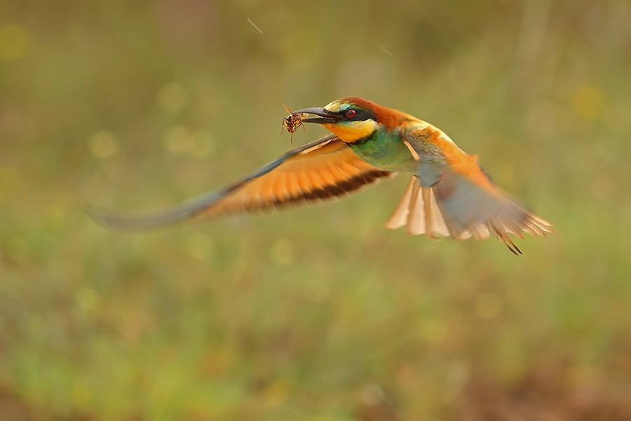 Arıkuşu » European Bee-eater » Merops apiaster