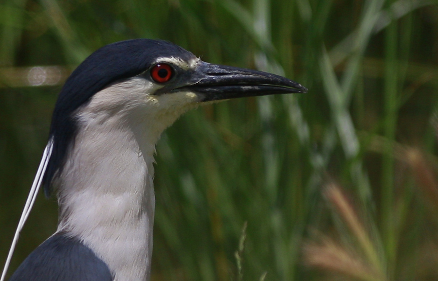 Gece balıkçılı » Black-crowned Night Heron » Nycticorax nycticorax