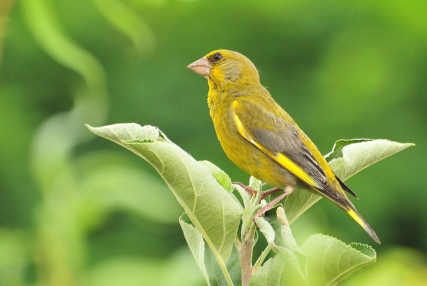 Florya » European Greenfinch » Chloris chloris