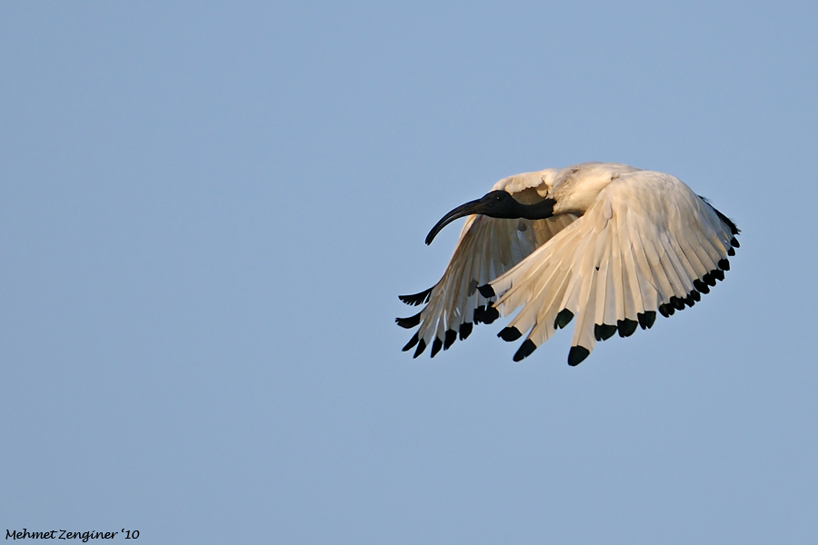 Kutsal aynak » African Sacred Ibis » Threskiornis aethiopicus