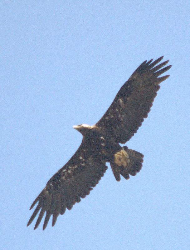 Şah kartal » Eastern Imperial Eagle » Aquila heliaca