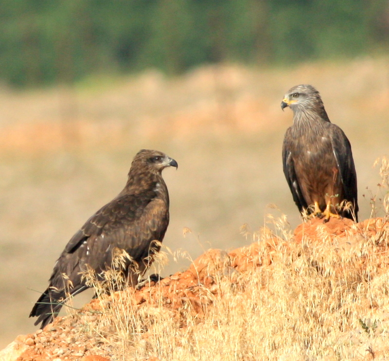 Kara çaylak » Black Kite » Milvus migrans