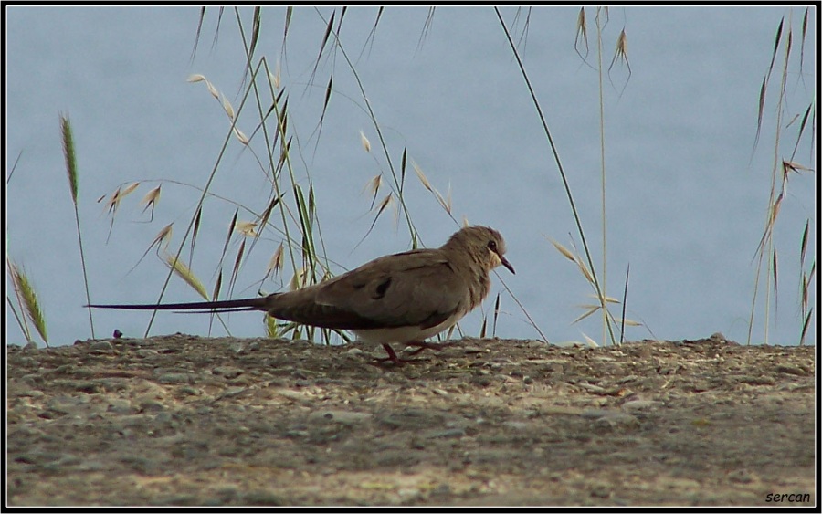 Kap kumrusu » Namaqua Dove » Oena capensis