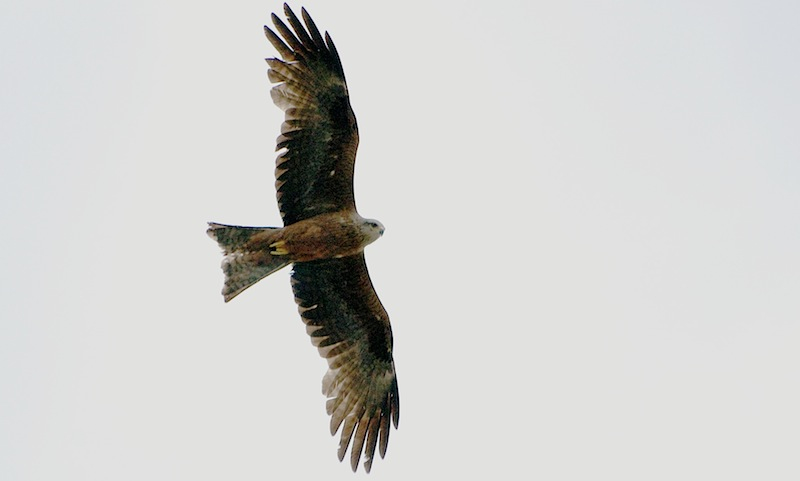 Kara çaylak » Black Kite » Milvus migrans