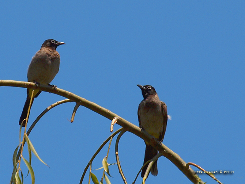 Arapbülbülü » White-spectacled Bulbul » Pycnonotus xanthopygos