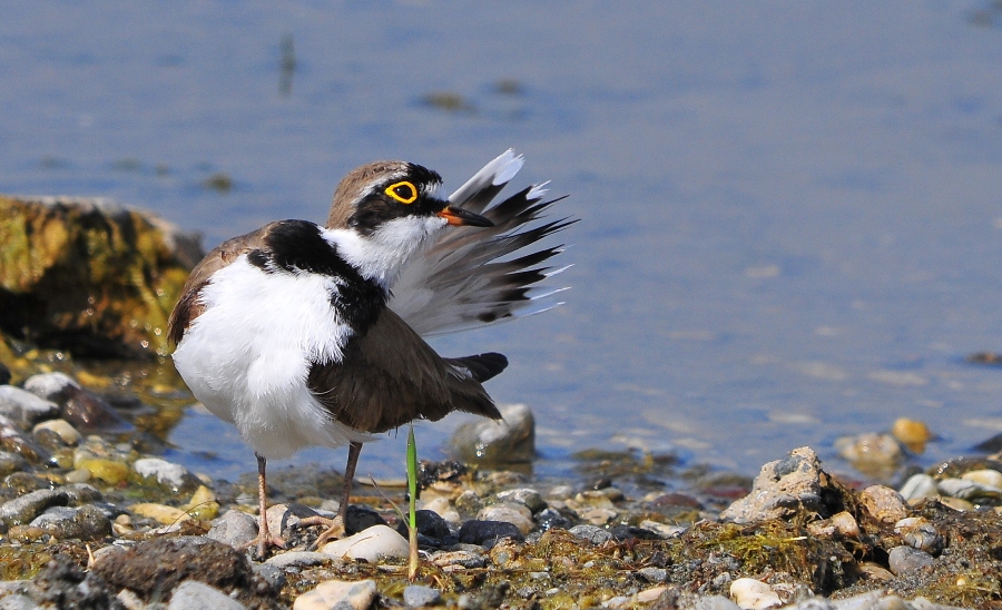 Halkalı küçük cılıbıt » Little Ringed Plover » Charadrius dubius