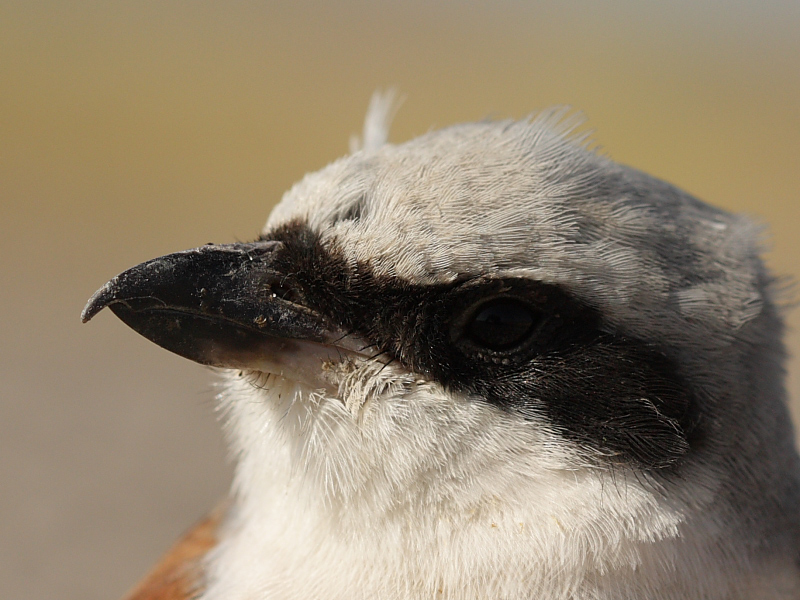 Kızılsırtlı örümcekkuşu » Red-backed Shrike » Lanius collurio