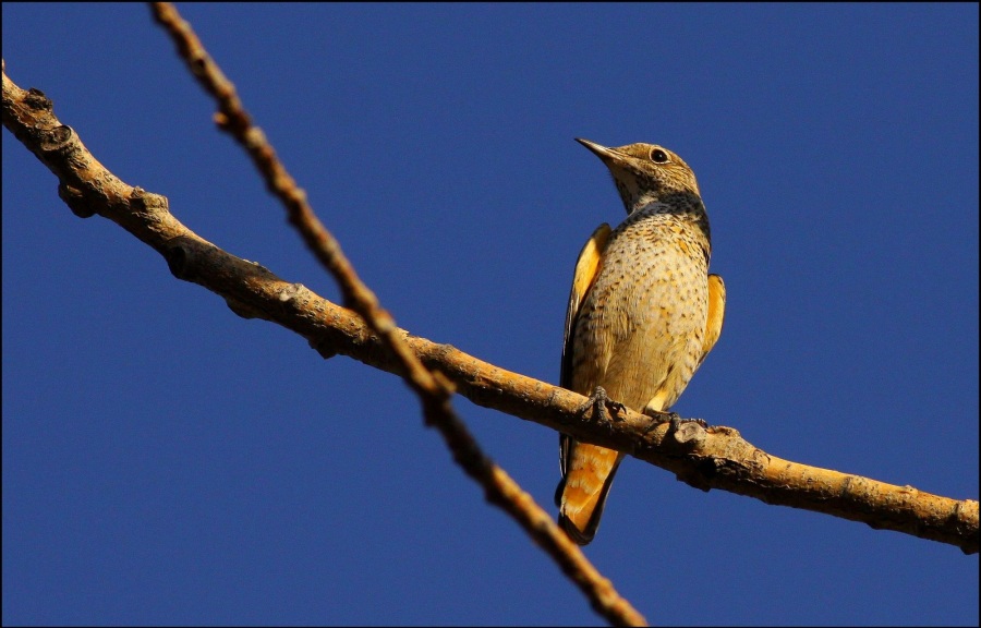 Taşkızılı » Common Rock Thrush » Monticola saxatilis