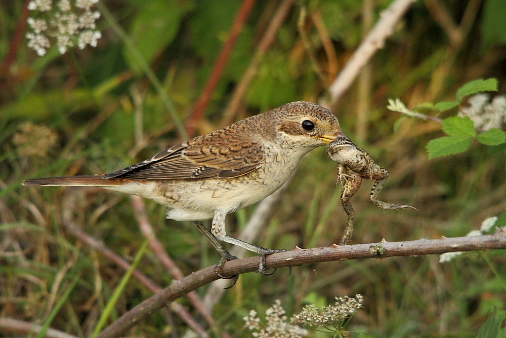 Kızılsırtlı örümcekkuşu » Red-backed Shrike » Lanius collurio