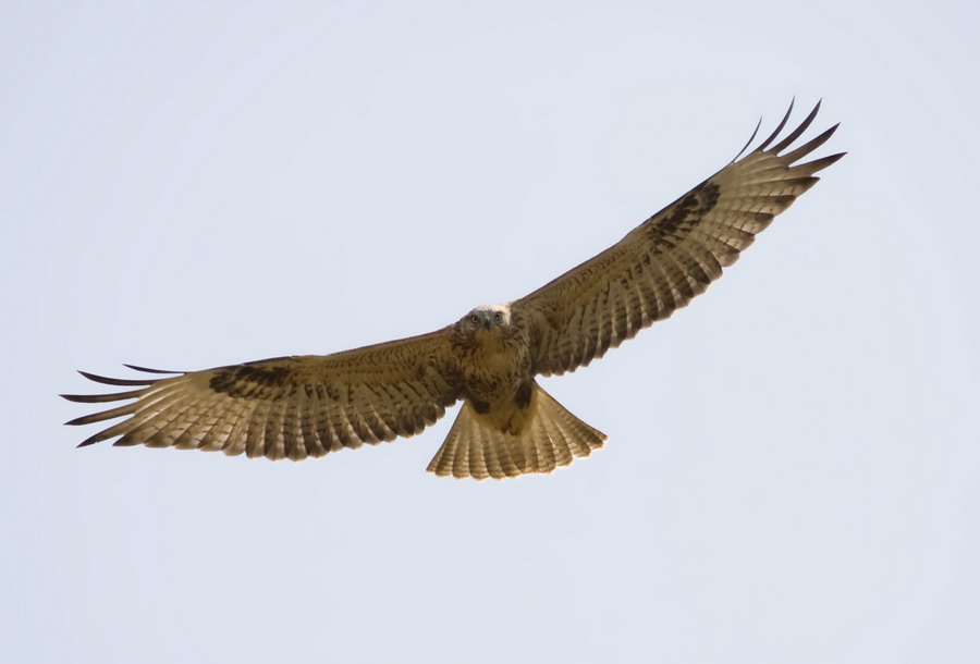 Kızıl şahin » Long-legged Buzzard » Buteo rufinus