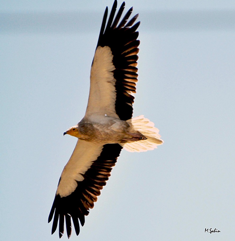 Küçük akbaba » Egyptian Vulture » Neophron percnopterus
