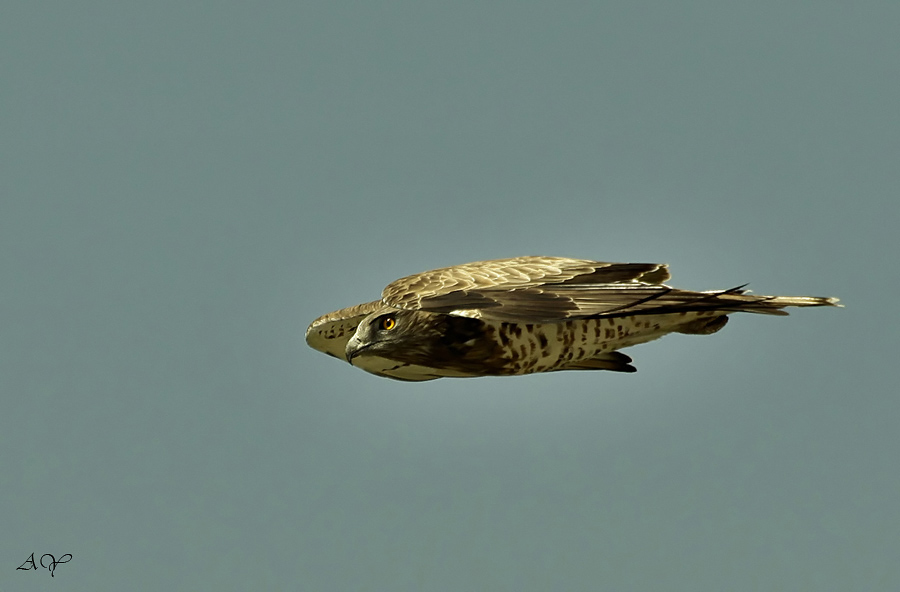 Yılan kartalı » Short-toed Snake Eagle » Circaetus gallicus