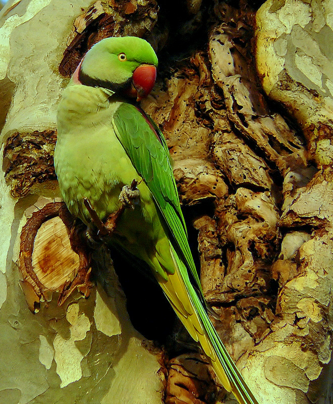 İskender papağanı » Alexandrine Parakeet » Psittacula eupatria