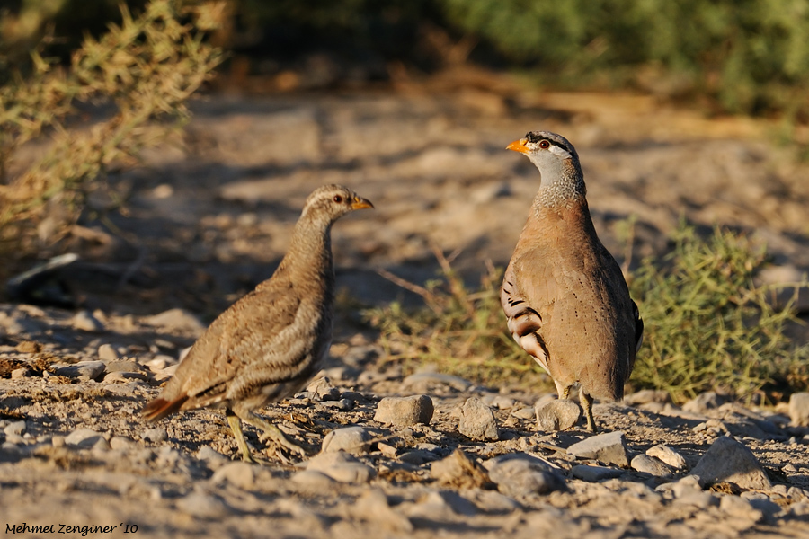 Kum kekliği » See-see Partridge » Ammoperdix griseogularis