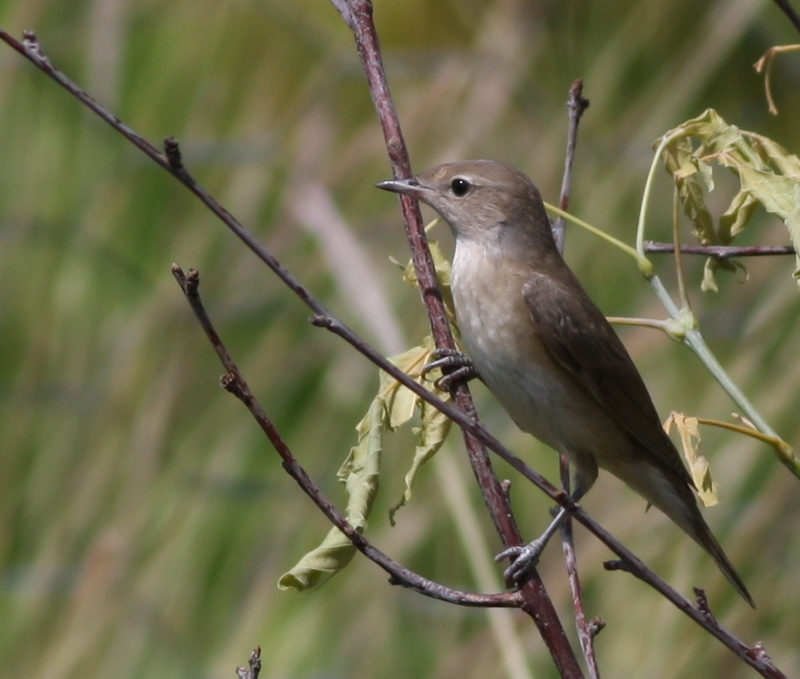 Boz ötleğen » Garden Warbler » Sylvia borin