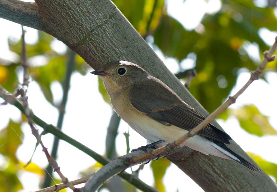 Küçük sinekkapan » Red-breasted Flycatcher » Ficedula parva