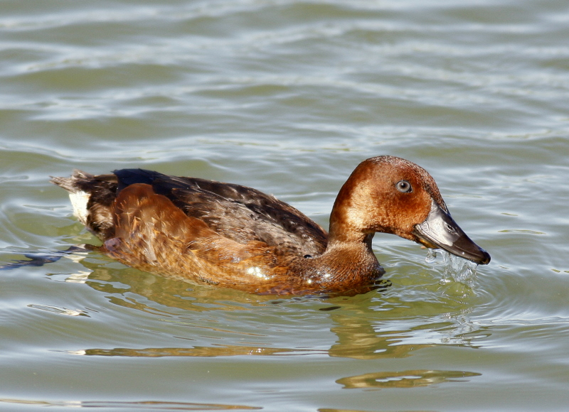 Pasbaş patka » Ferruginous Duck » Aythya nyroca