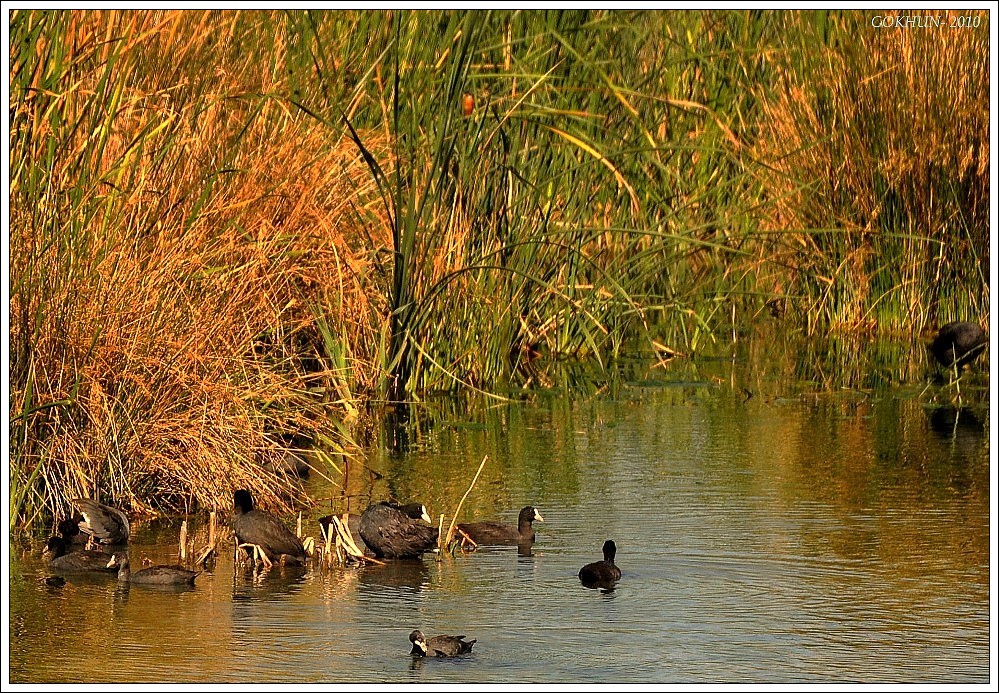 Sakarmeke » Eurasian Coot » Fulica atra