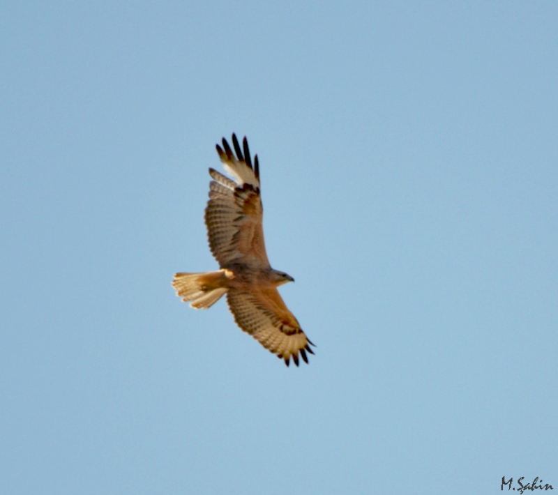 Kızıl şahin » Long-legged Buzzard » Buteo rufinus