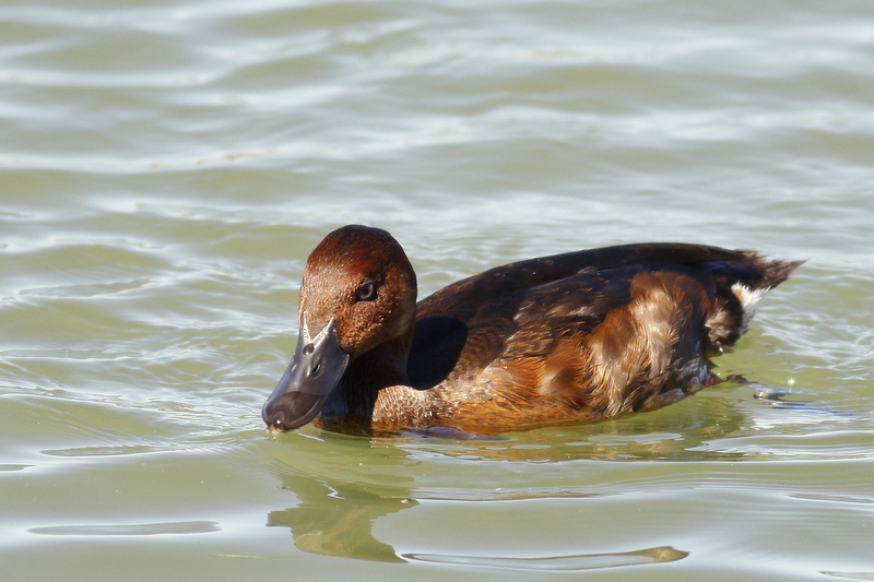 Pasbaş patka » Ferruginous Duck » Aythya nyroca